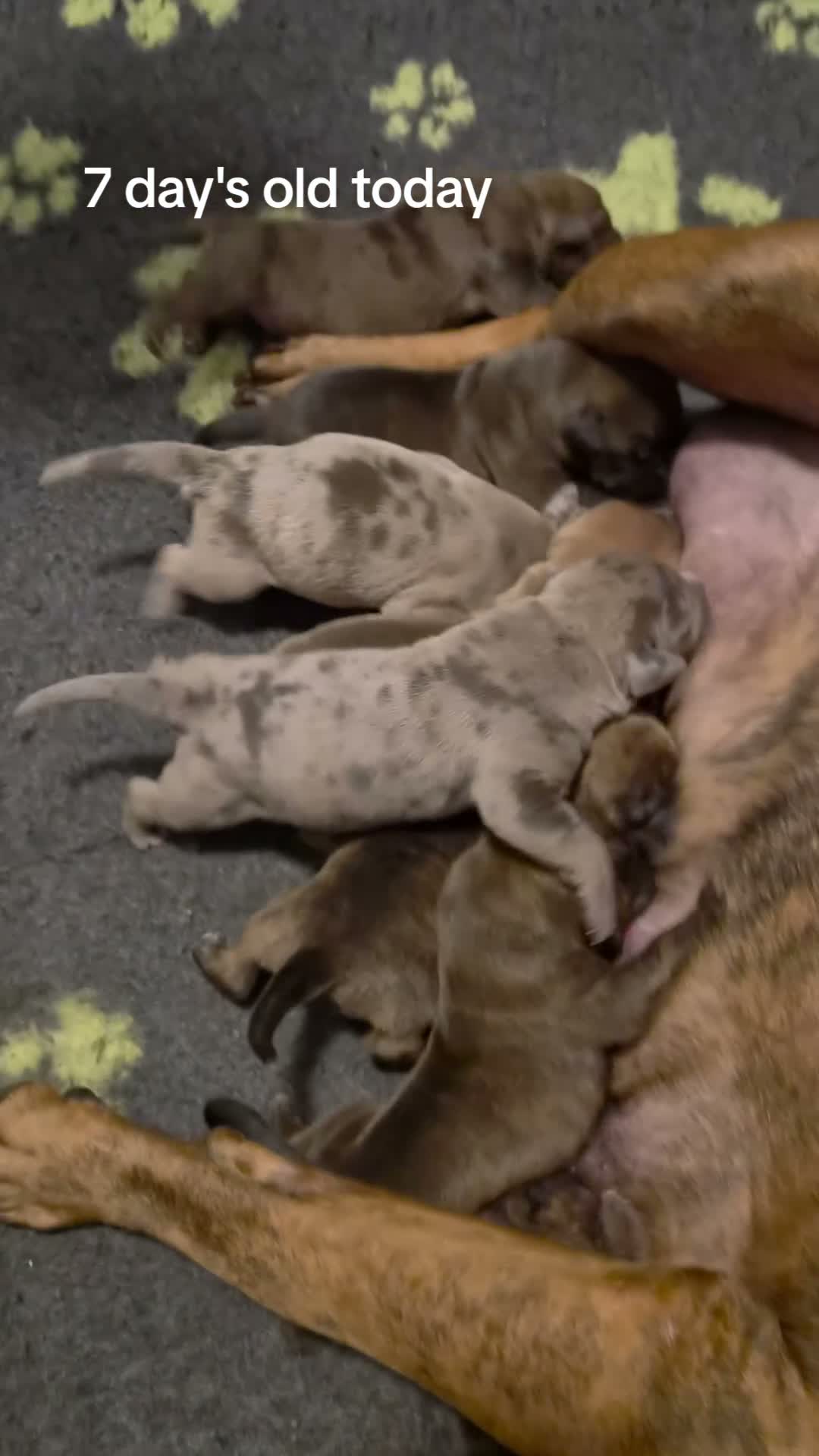 Amerikaanse Bully honden te koop: americanbully xl pup's  - Video 4