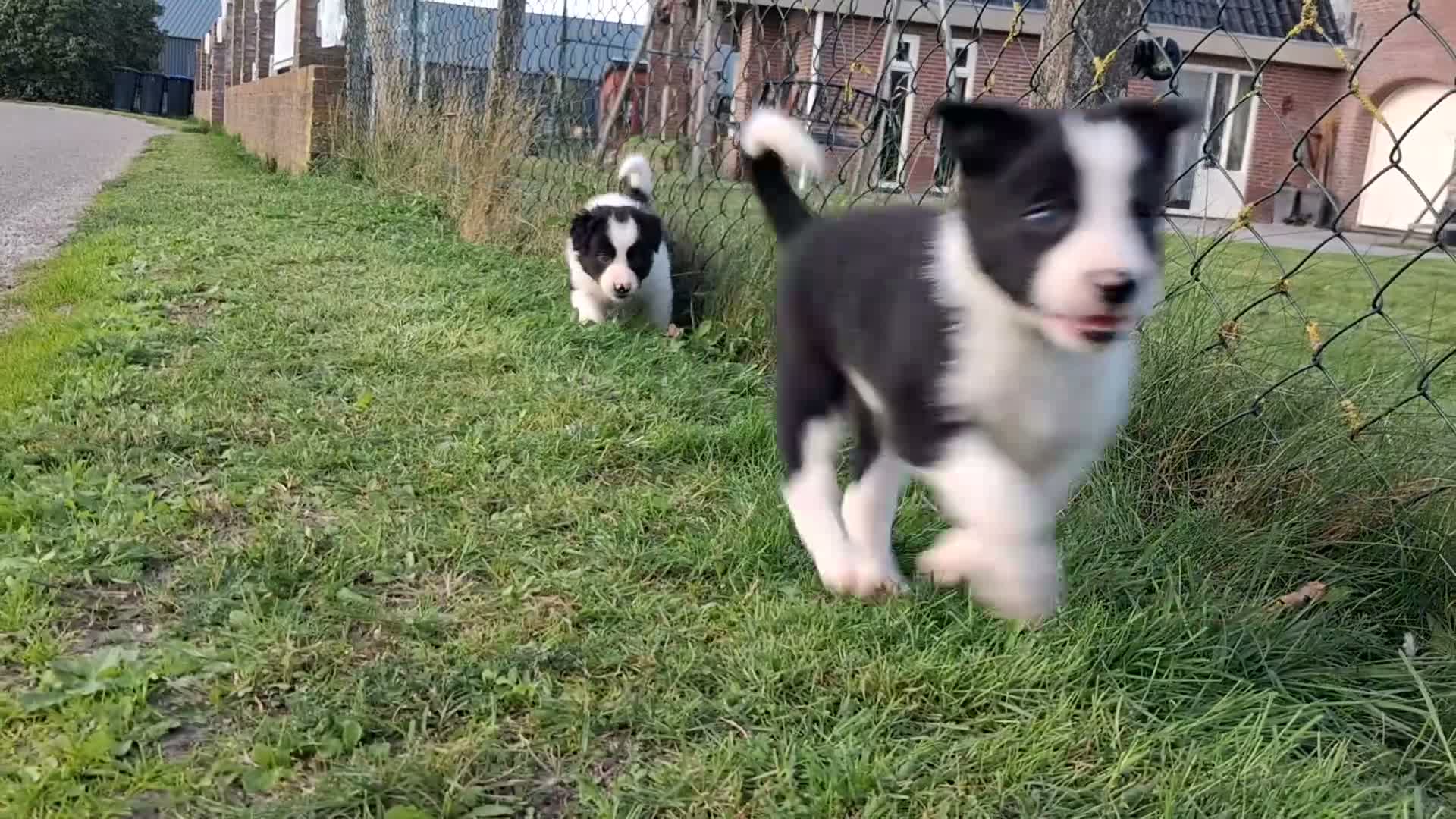 Border Collie honden te koop: Border collie puppy's in Oude Pekela - Video 1