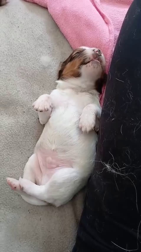 Kooikerhondje honden te koop: Kooiker pup reutje  - Video 3