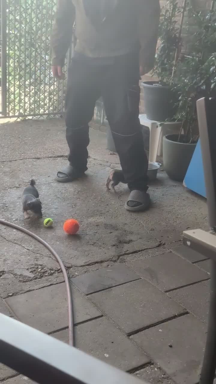 Jack Russel Terriër honden te koop: Knappe blue and tan Reu in Tuil - Video 1