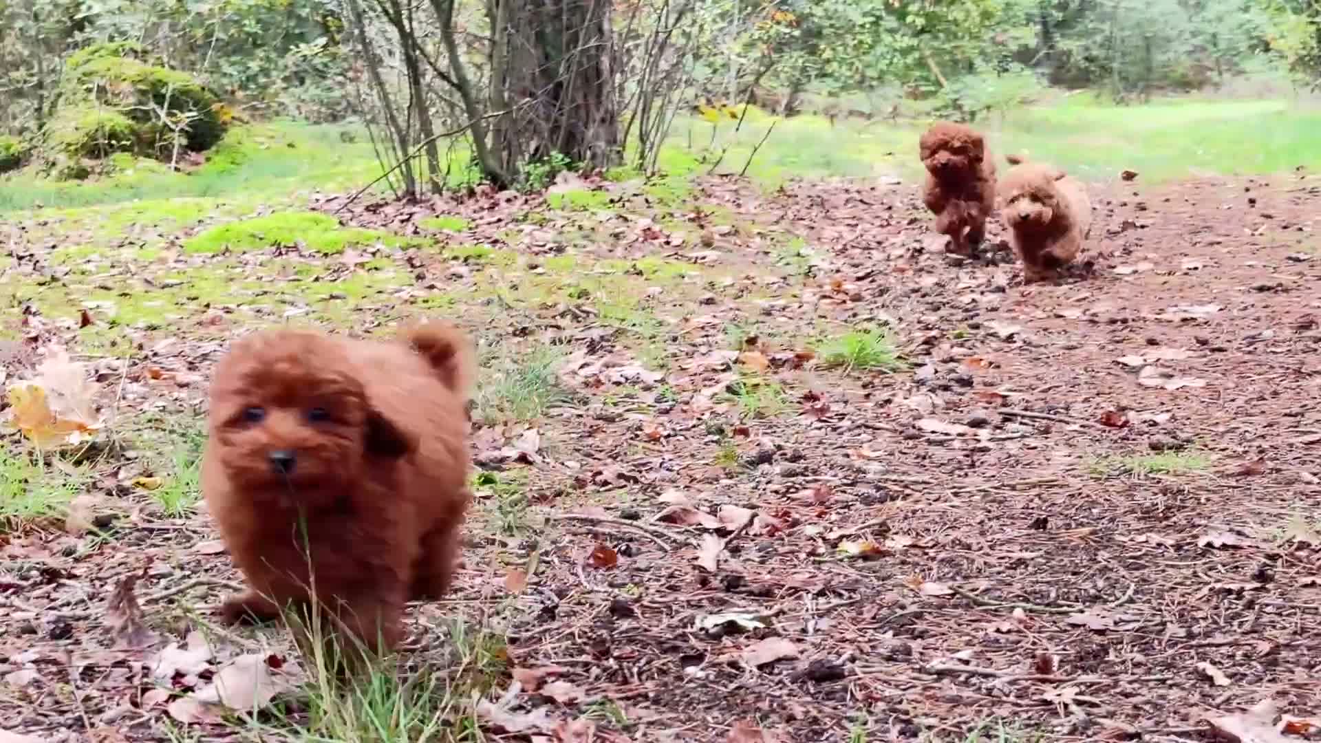 Poedel Toy honden te koop: 🐩 Coco, Nuno & Zizou – Klein maar Bijzonder! ❤️ - Video 3