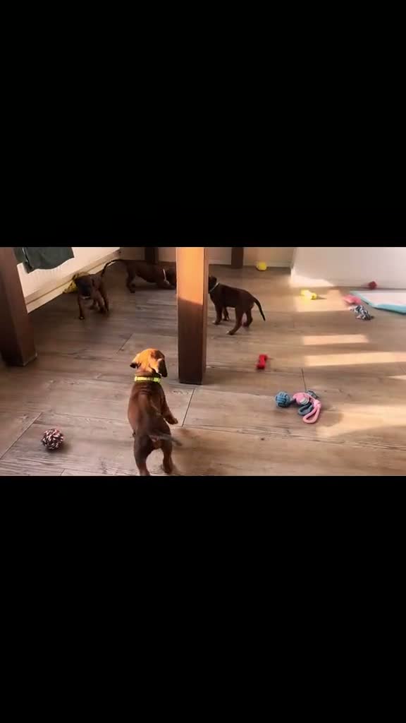 Rhodesian Ridgeback honden te koop: Pups met stamboom Rhodesian Ridgeback  - Video 1