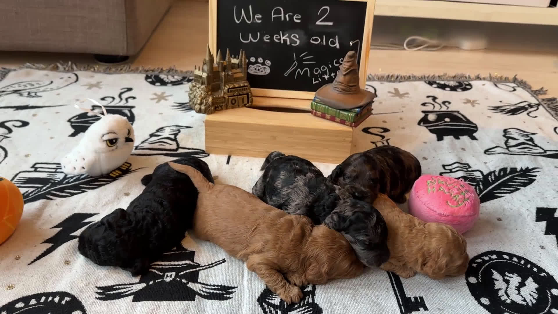 Cockapoo honden te koop: Health-Checked Mini Cockapoo Litter - Video 2
