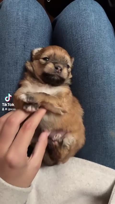 Kruising honden te koop: Nog 1 mooi meisjes beschikbaar - Video 1