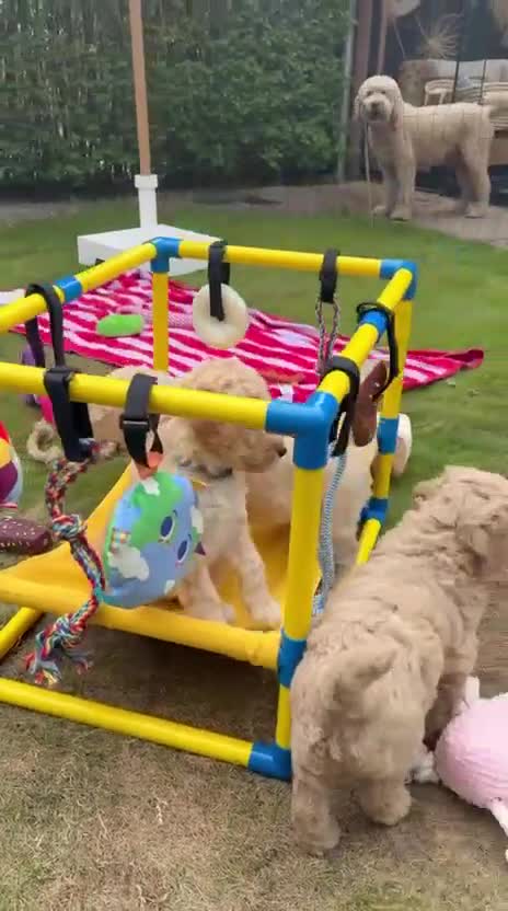 Goldendoodle honden te koop: Knappe Goldendoodles Pups  - Video 2