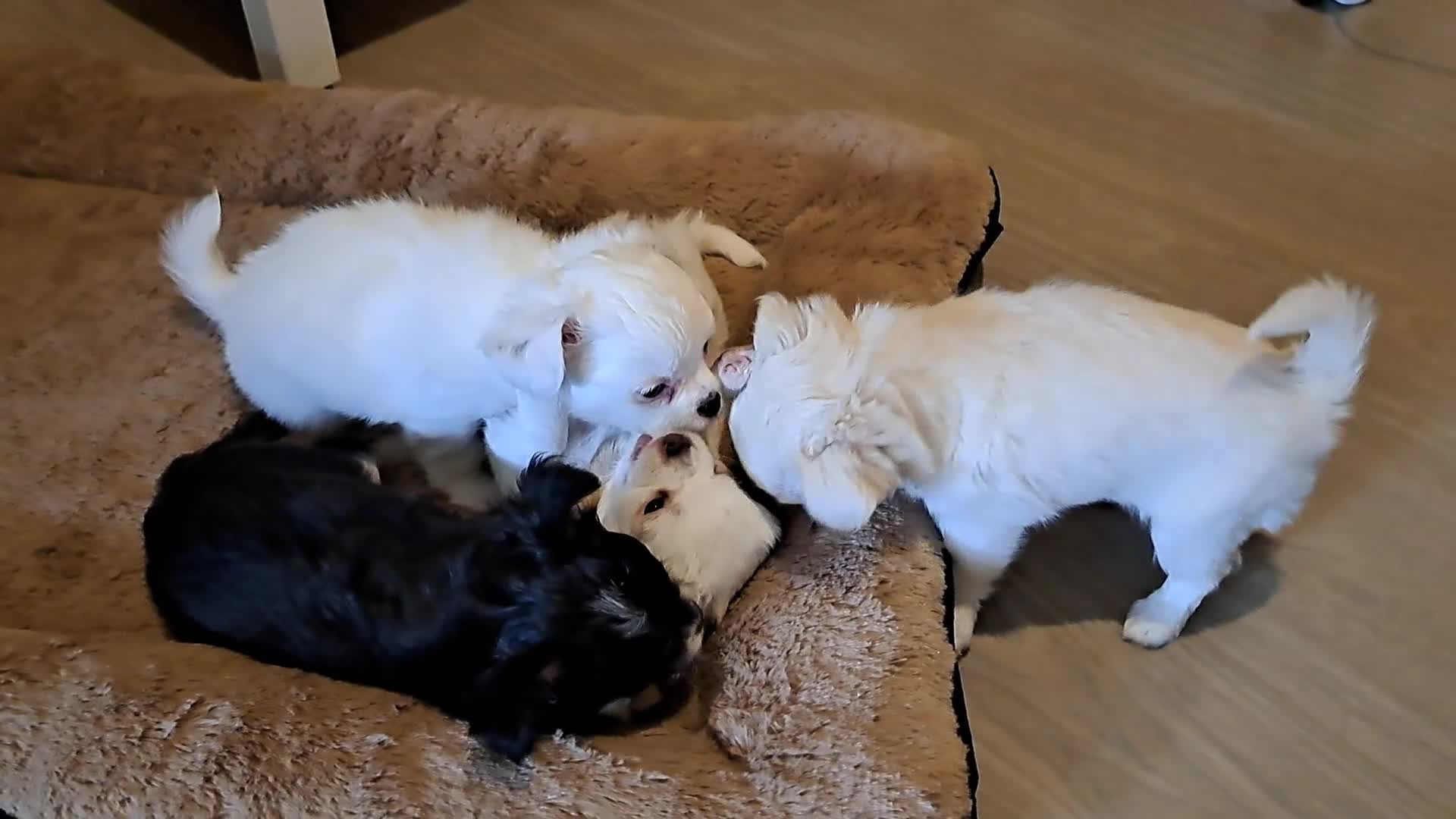 Chihuahua honden te koop: Mooi chihuahua reutje - Video 1