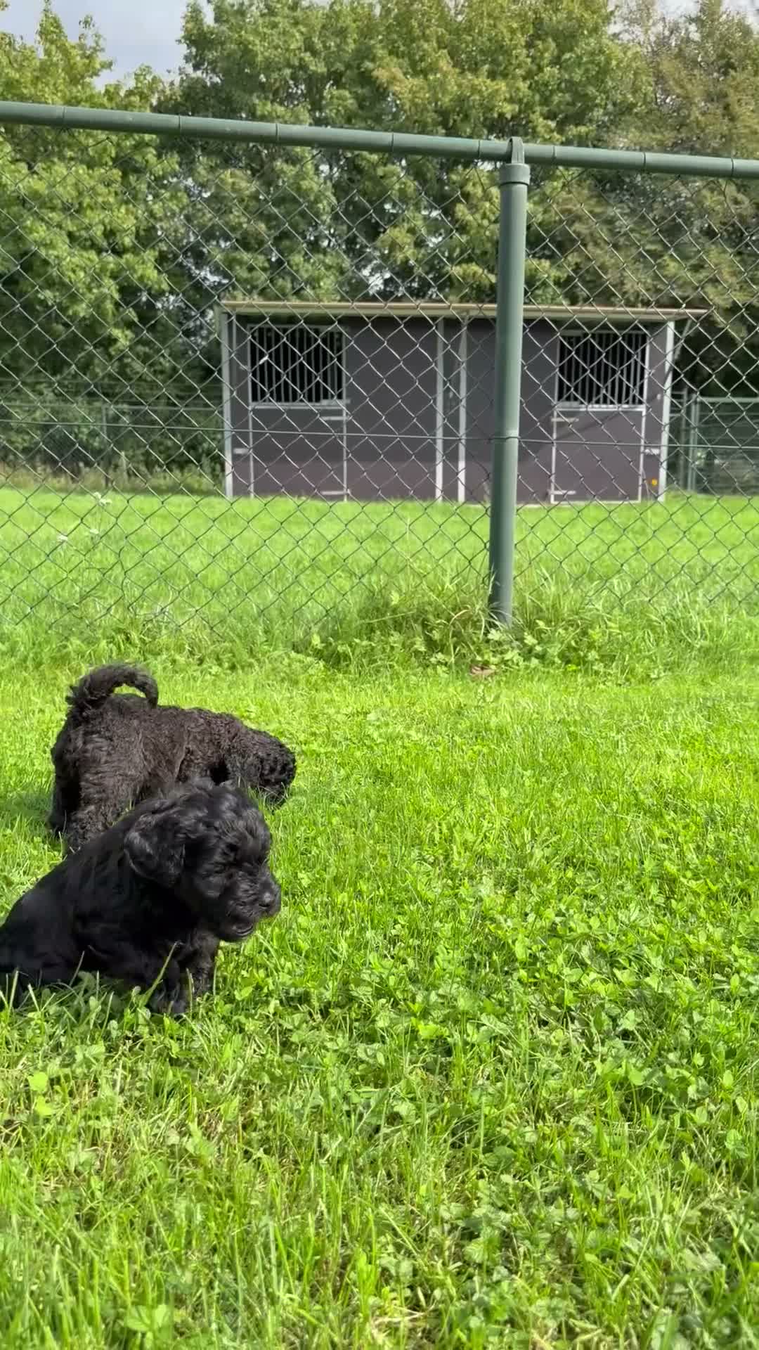 Labradoodle honden te koop: Medium Labradoodle puppy's - Video 1