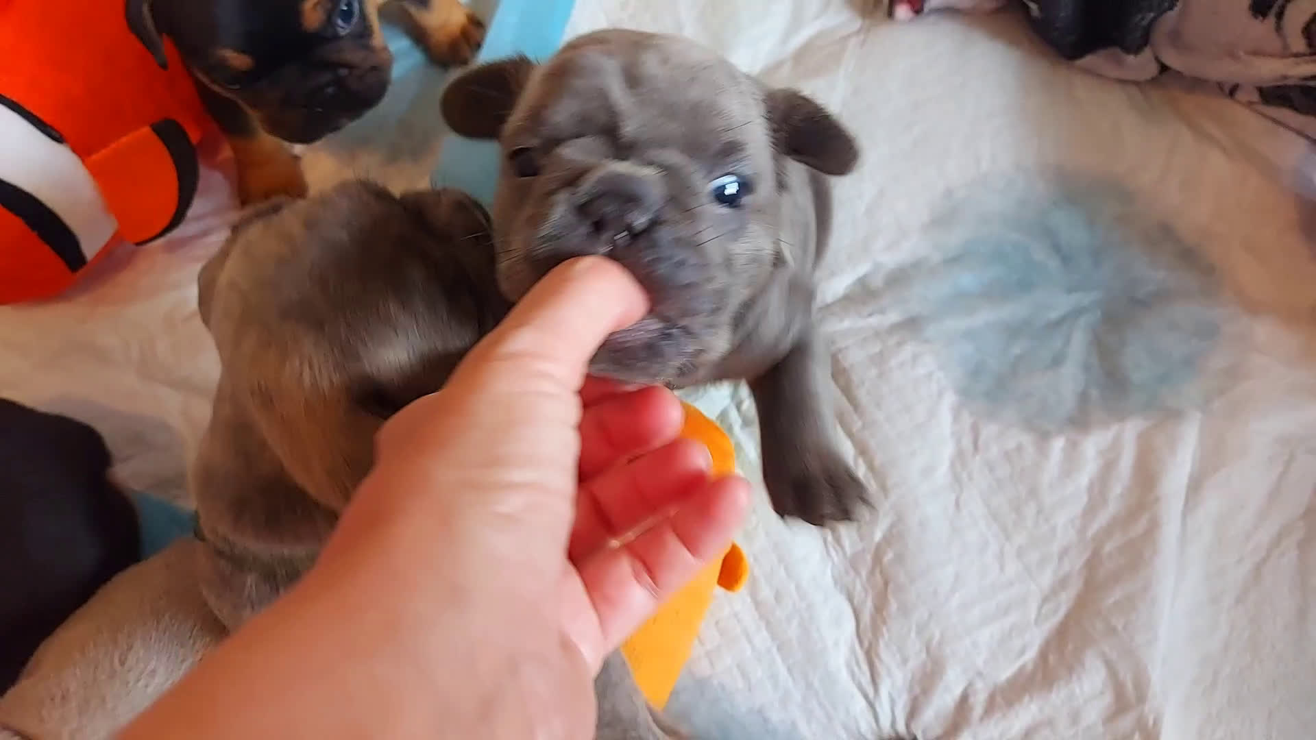 Franse Bulldog honden te koop: Prachtige Franse Bulldog pups met stamboom in Zoutleeuw - Video 5