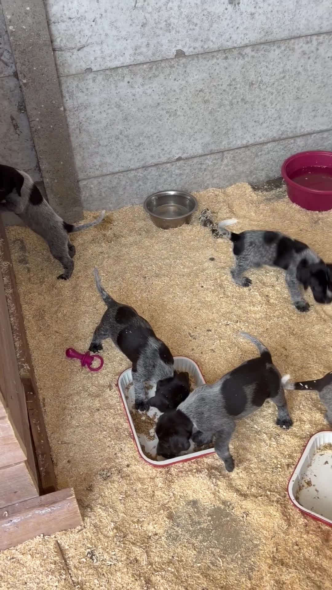 Duitse Staande Hond Draadhaar honden te koop: Duitse staande draadhaar pups  in Baarle-Nassau - Video 1