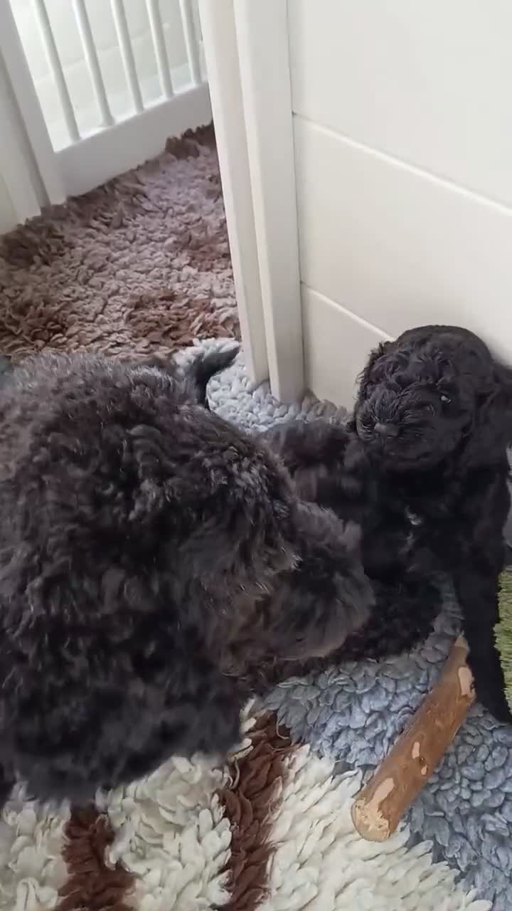 Kruising honden te koop: Nog 1 Doodle-mix reu beschikbaar (regio Nijmegen) - Video 3