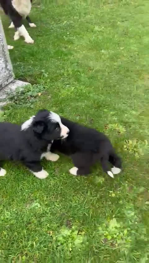 Border Collie honden te koop: Super Schattige border collie pups te koop - Video 1
