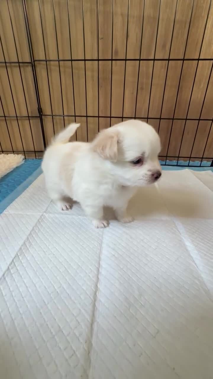 Maltipom honden te koop: Twee kleurige maltipom reu  - Video 2