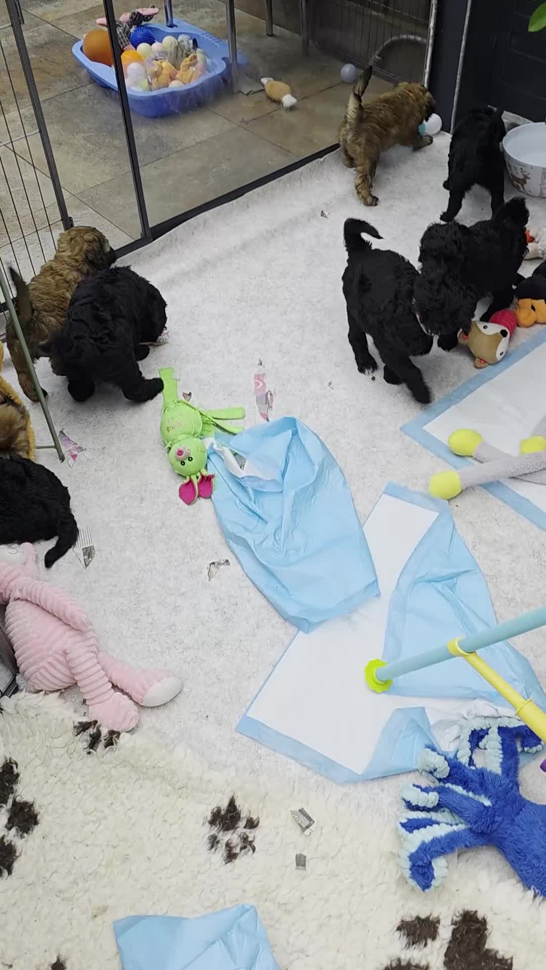 Goldendoodle honden te koop: Goldendoodle pups medium - Video 1