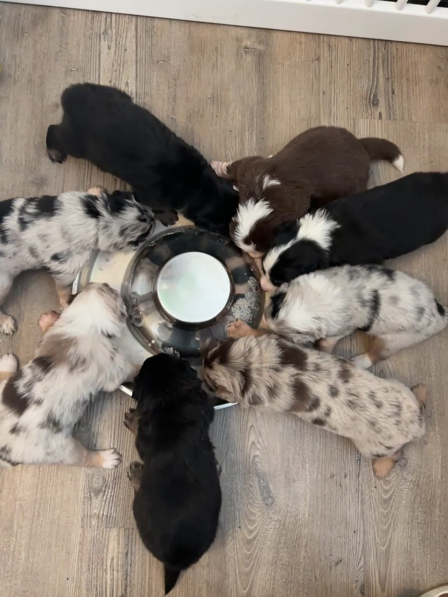 Australian Shepherd honden te koop: 1 blue merle teefje australian shepherd - Video 4