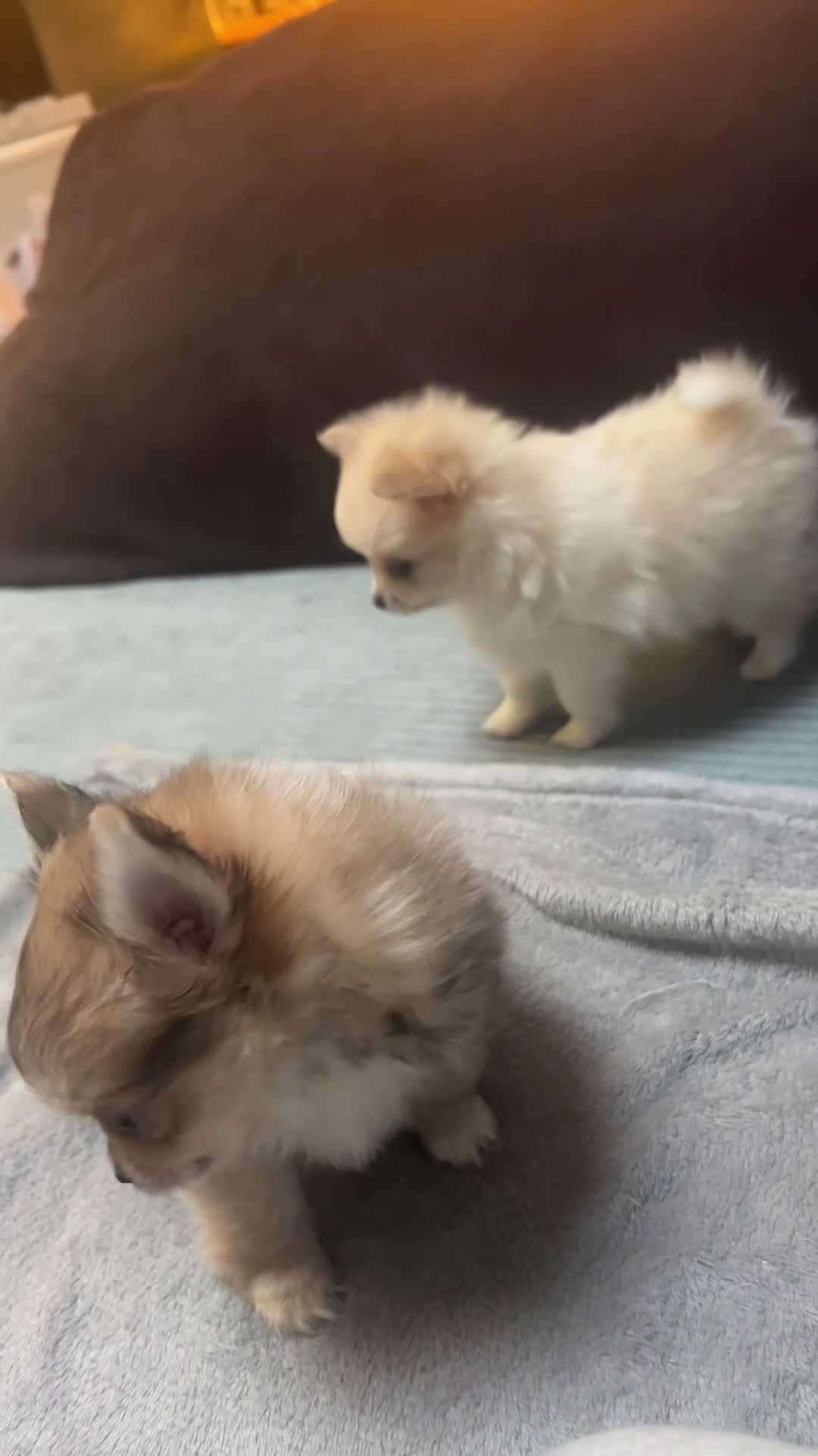 Pomchi honden te koop: 2 mooi pomchi’s te koop( mannelijke  - Video 2