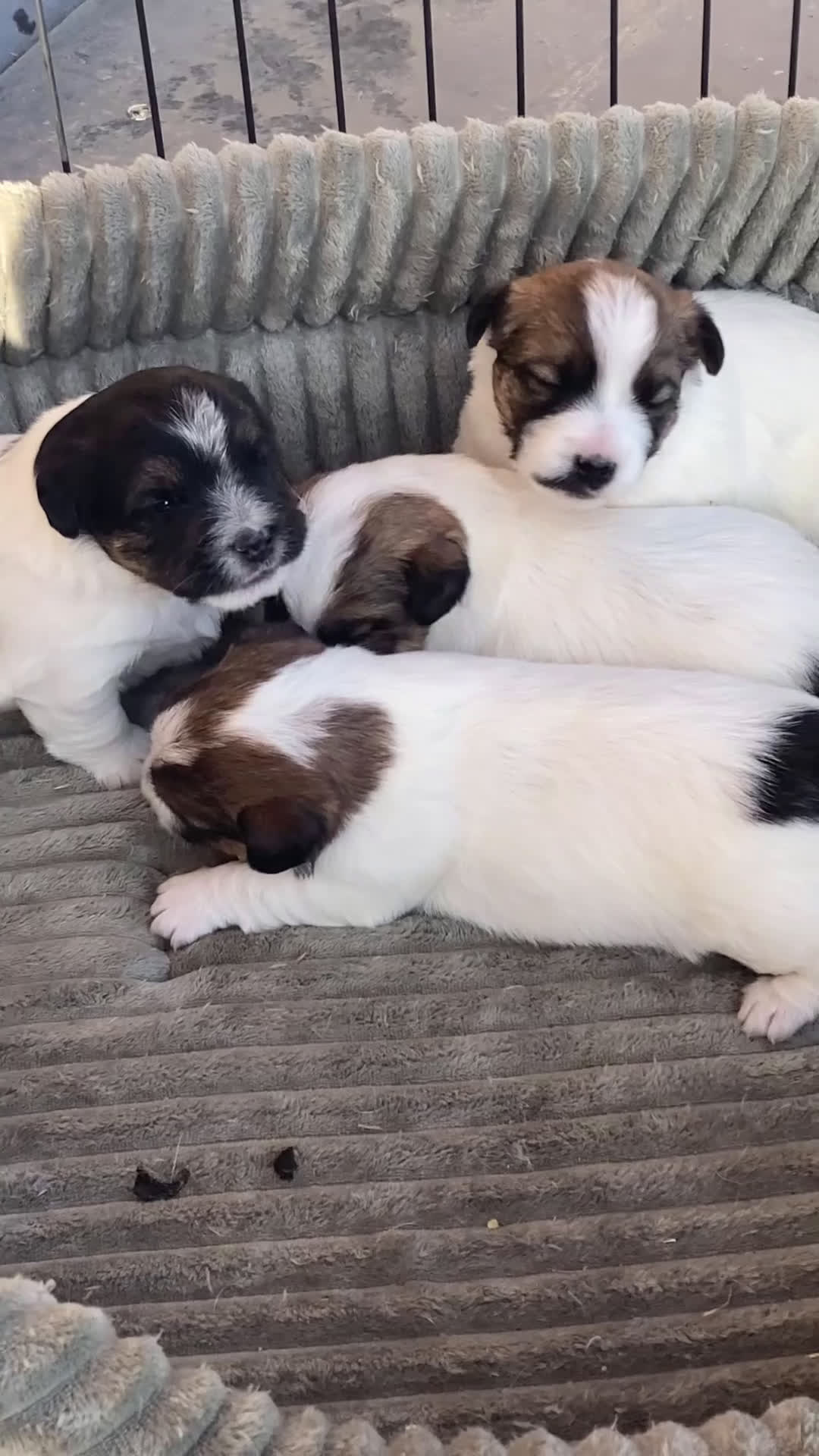 Jack Russel Terriër honden te koop: Ruwharige jack russellpups - Video 1