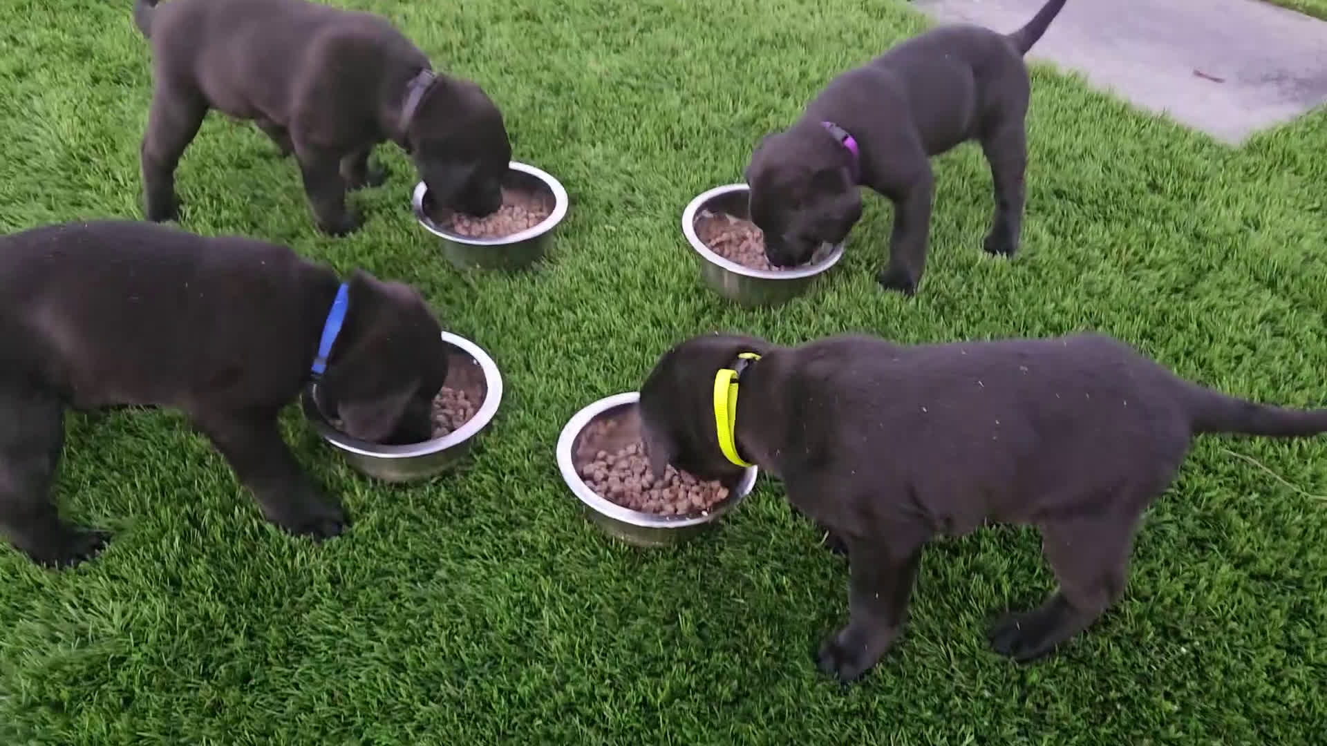 Kruising honden te koop: Grote zwitserse sennenhond x labrador  - Video 1