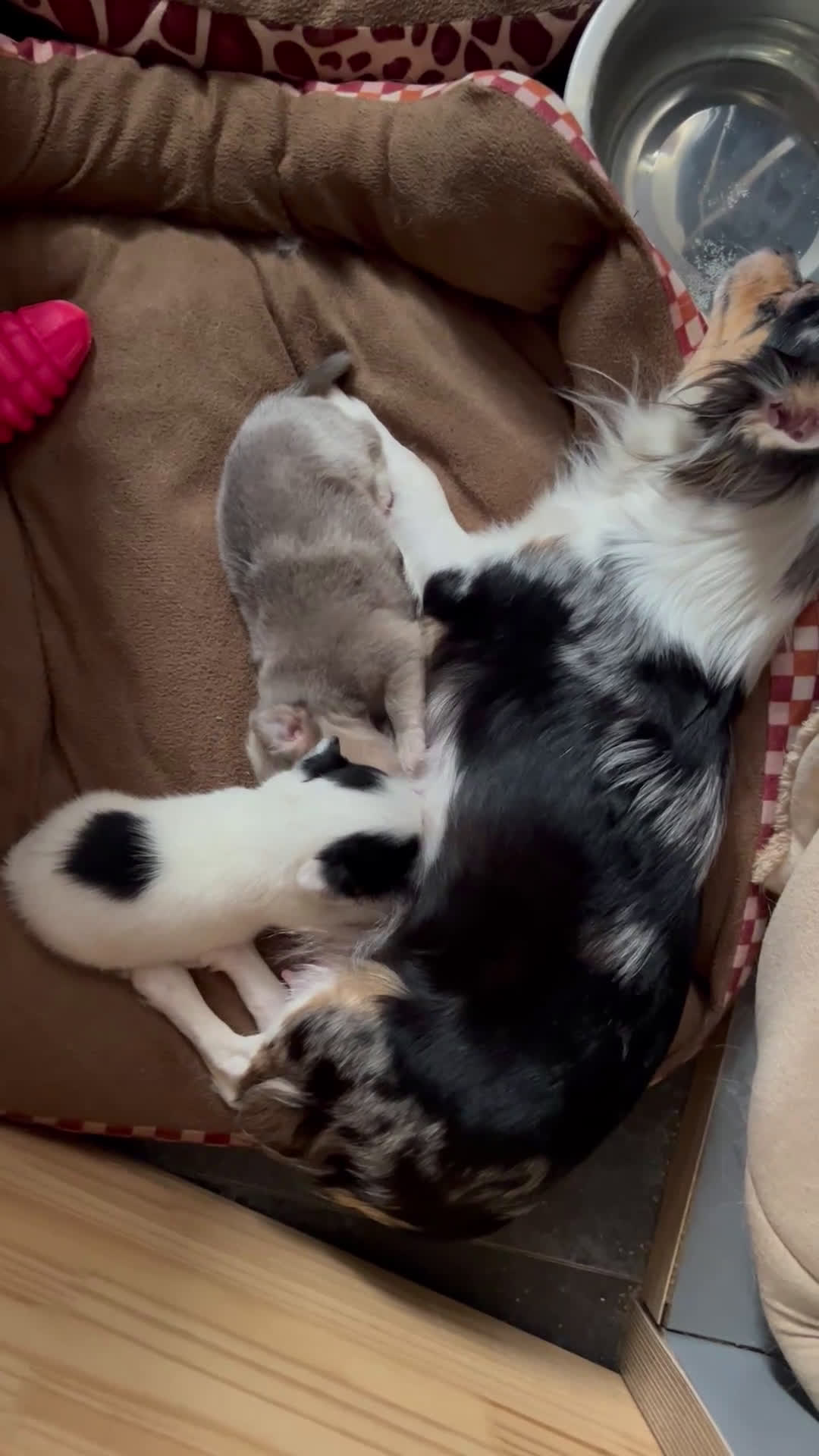 Chihuahua honden te koop: Mooie en lieve langhaar chihuahua. - Video 5