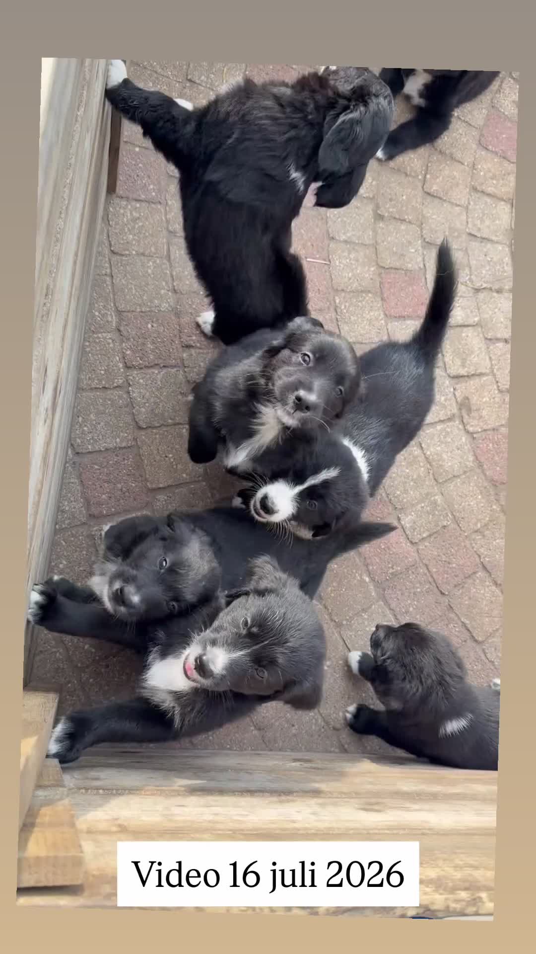 Kruising honden te koop: RESERVE LIJST/ 22 juli weg / incl. Video’s - Video 1