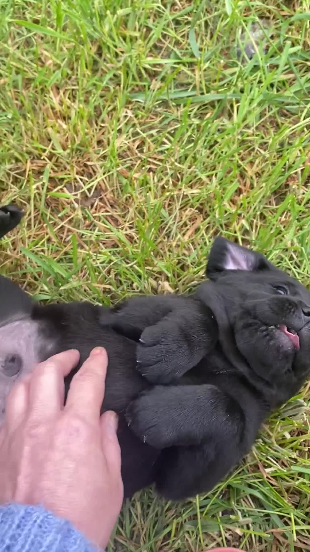 Labrador Retriever honden te koop: Zwarte labrador pups - Video 1