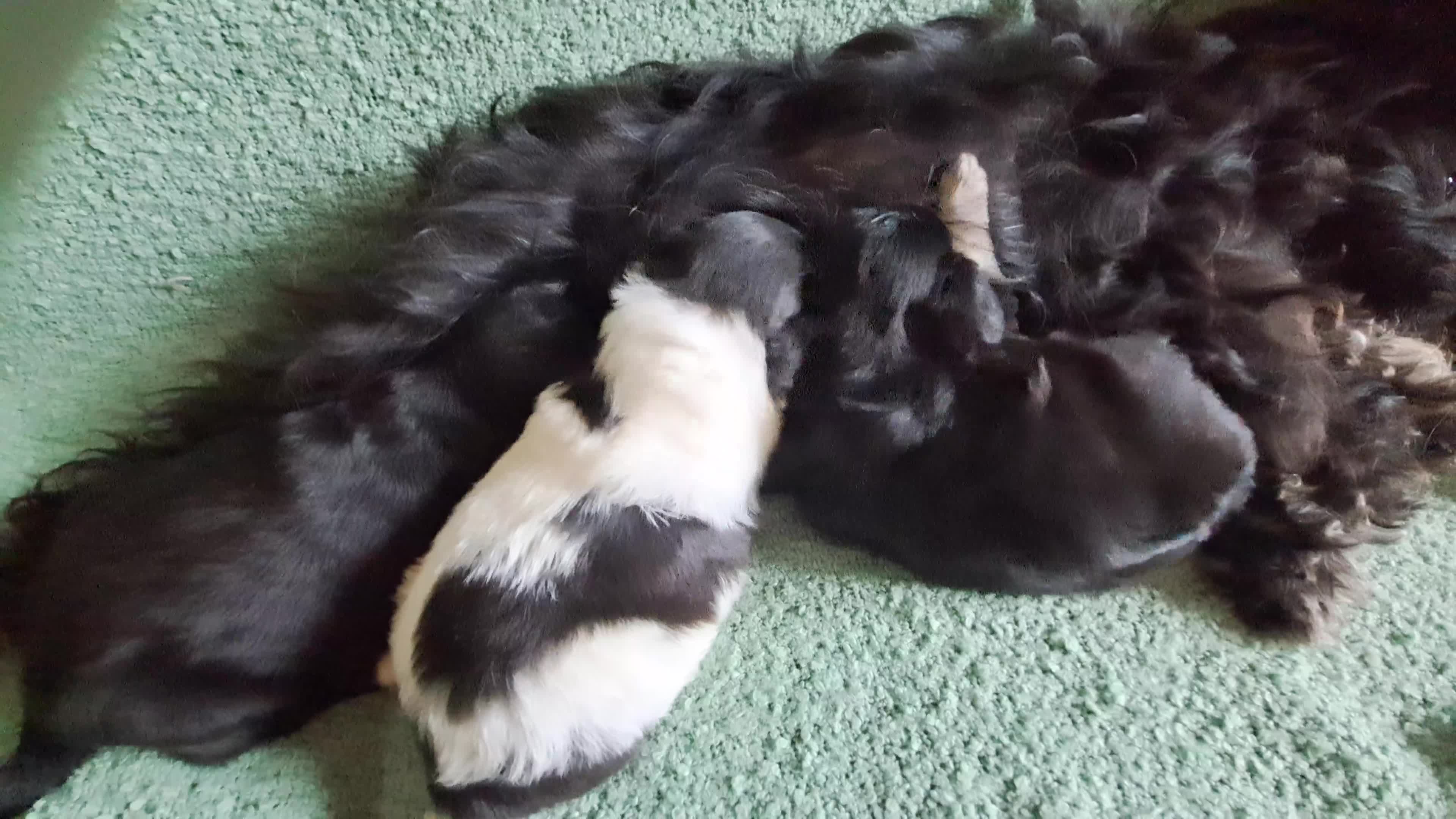 Kruising honden te koop: 3 teefjes Toy Multipoo - Video 1