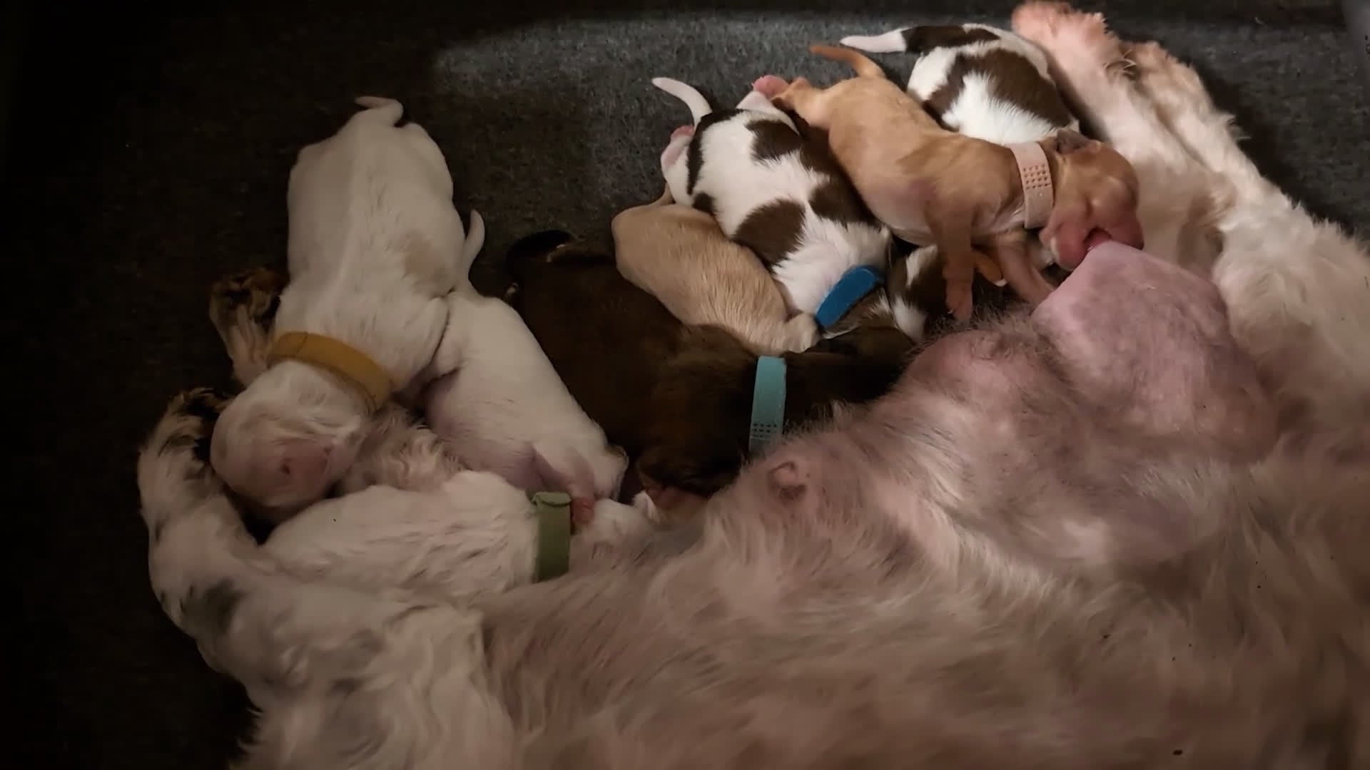 Shihpoo honden te koop: Toy Poedel X Boomer  - Video 1