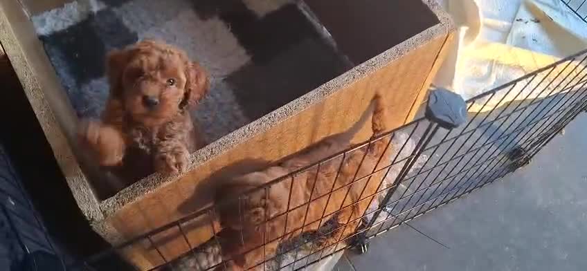Dwergpoedel honden te koop: Lieve dwergpoedel-puppy's zoeken een warm thuis!  - Video 1