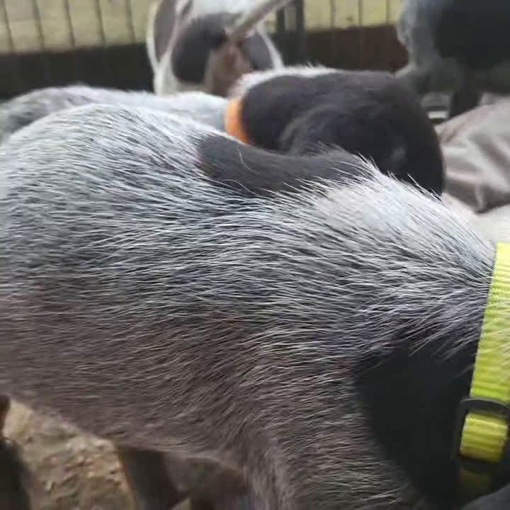 Duitse Staande Hond Draadhaar honden te koop: Duitse staande ruwhaar/draadhaar  - Video 1