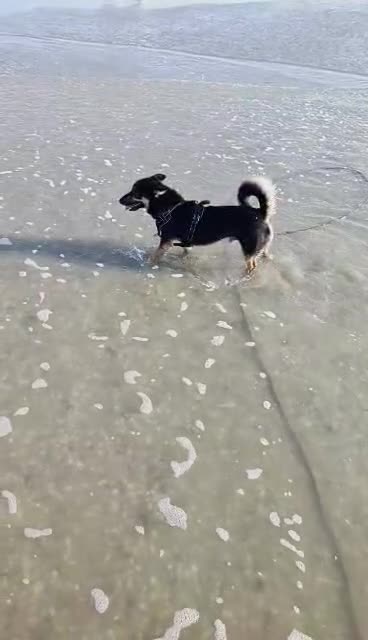 Kruising honden te koop: Sky zoekt baasje - Video 1