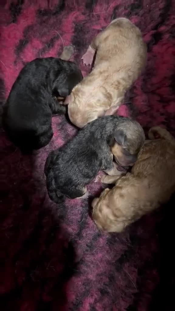 Lakeland Terriër honden te koop: Leuke lakeland pups met stamboom - Video 1