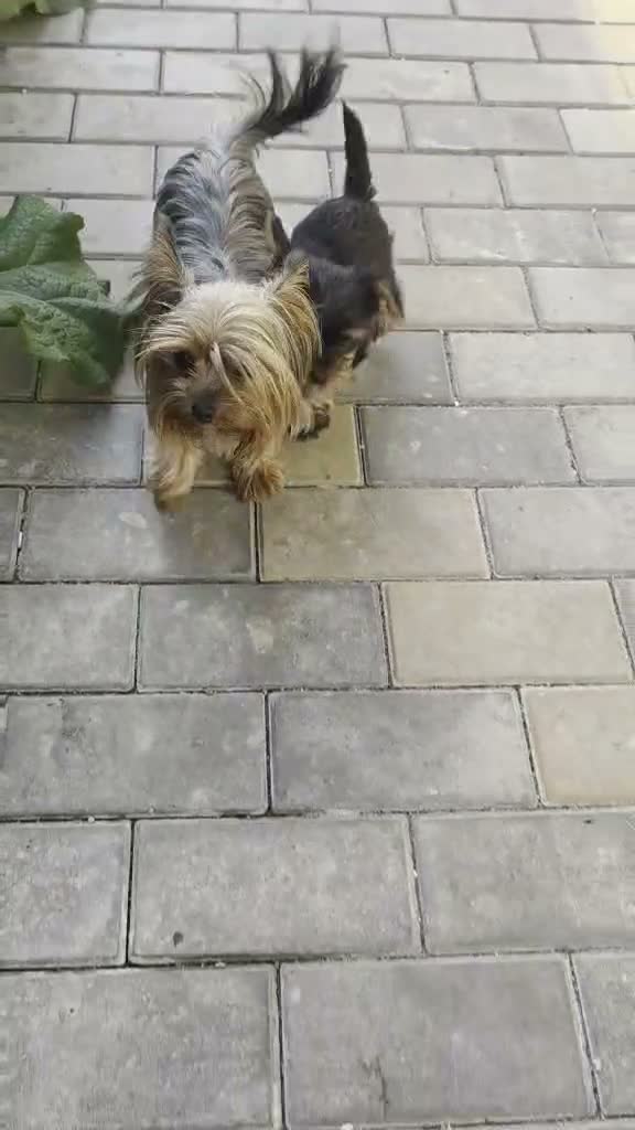 Yorkshire Terriër honden te koop: Yorkshire Terriër pups zoeken een huis  - Video 1