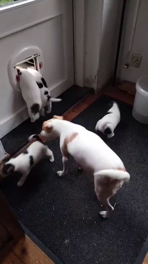 Jack Russel Terriër honden te koop: Lieve en sociale Jack Russel pups beschikbaar in Westdorpe - Video 1