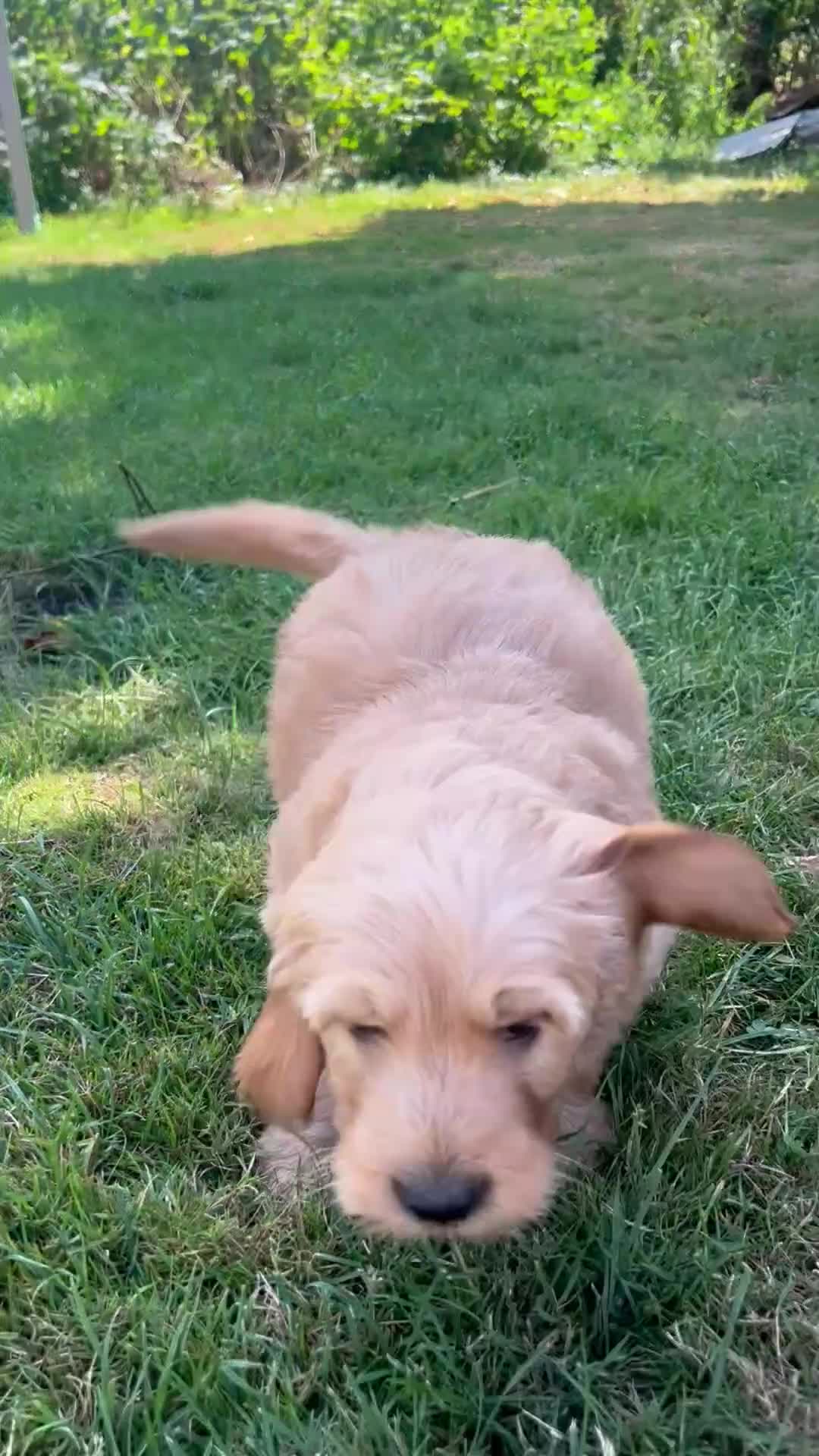 Labradoodle honden te koop: Labradoodle pup reu - Video 1