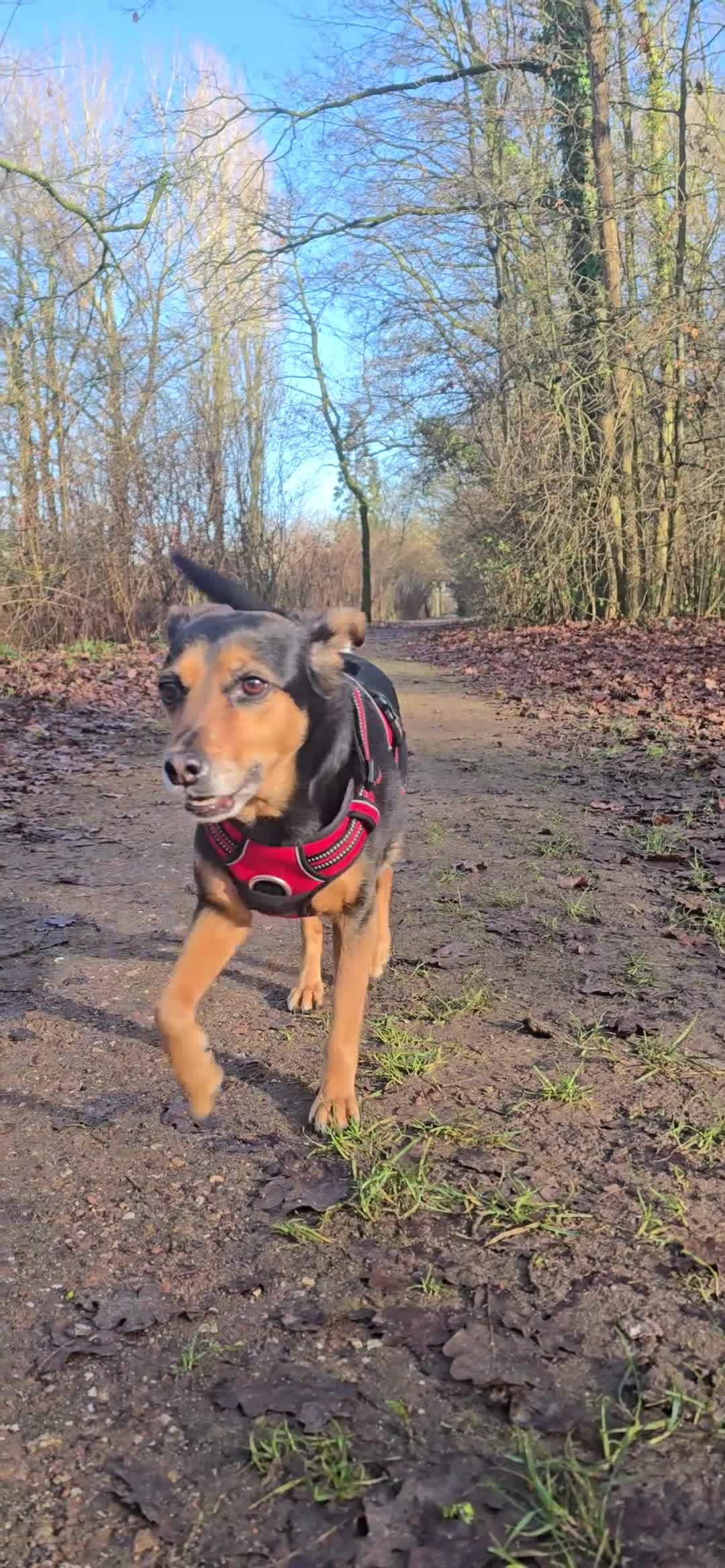 Jack Russel Terriër honden te koop: Te koop: Black & Tan Jack Russell Teef (2 jaar) - Video 1