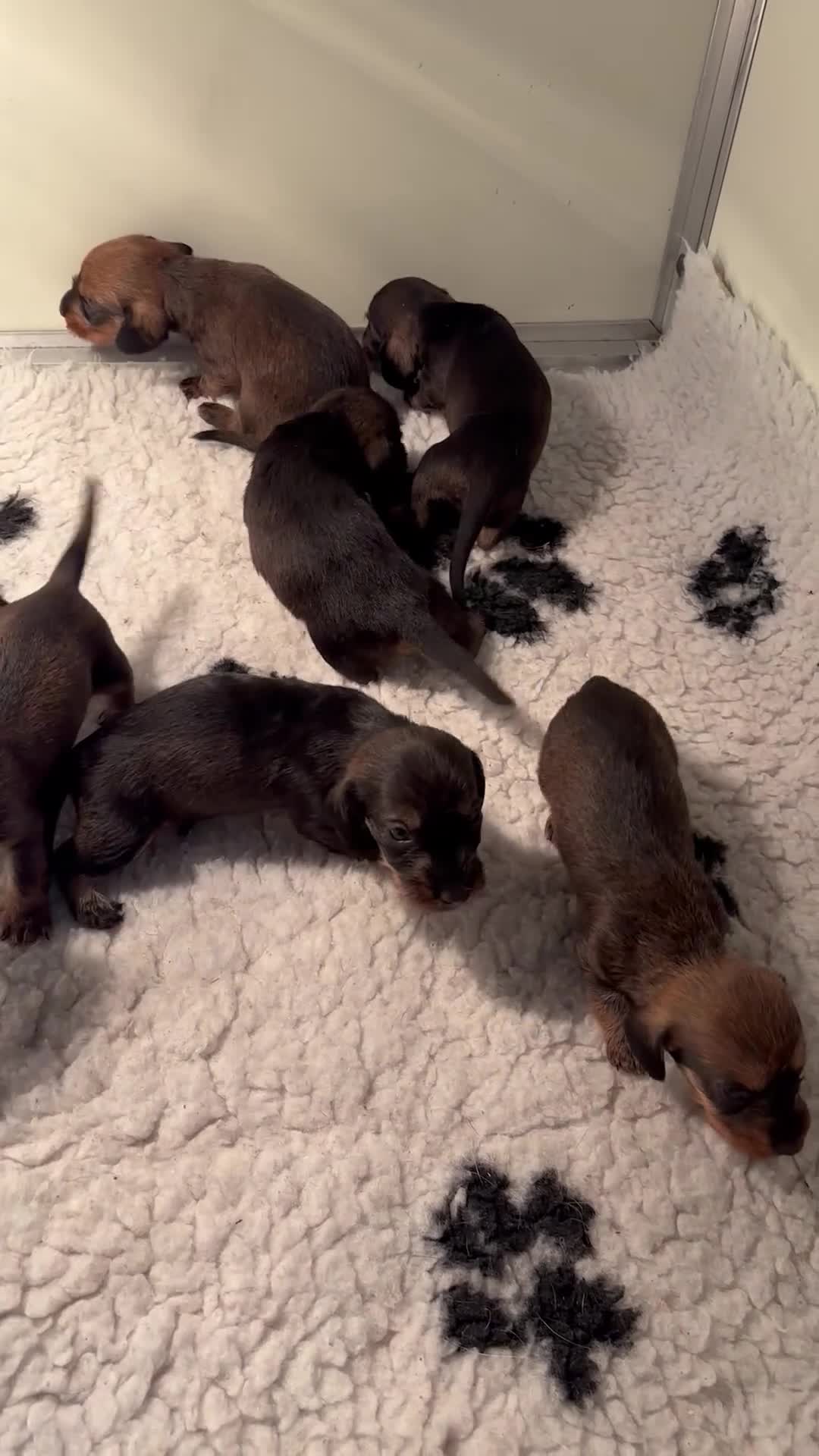 Ruwhaar Teckel honden te koop: Ruwhaar kaninchen/dwergteckels, rood en wildkleur  - Video 1