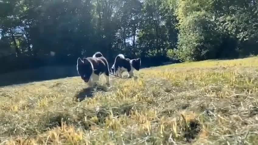 American Akita honden te koop: Prachtige American Akita Pups - Video 4