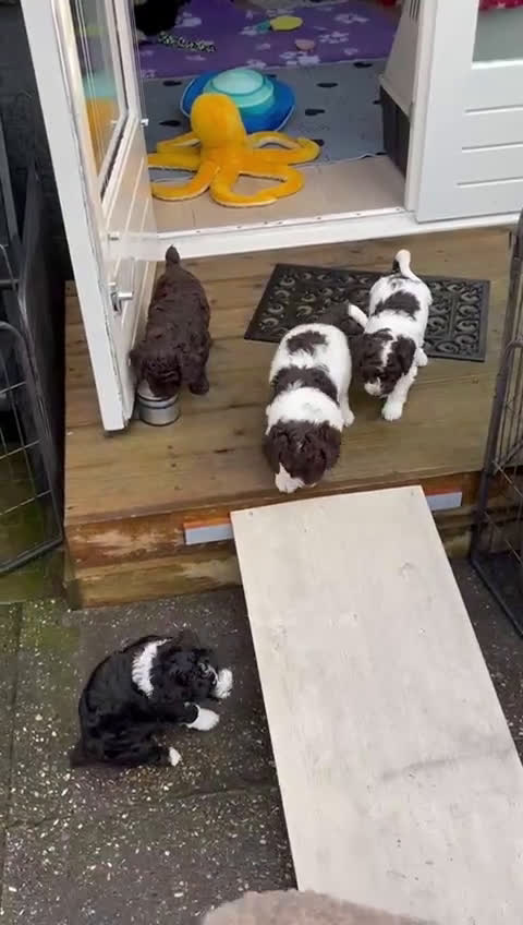 Spaanse Waterhond honden te koop: Spaanse Waterhond Puppy beschikbaar - Video 1