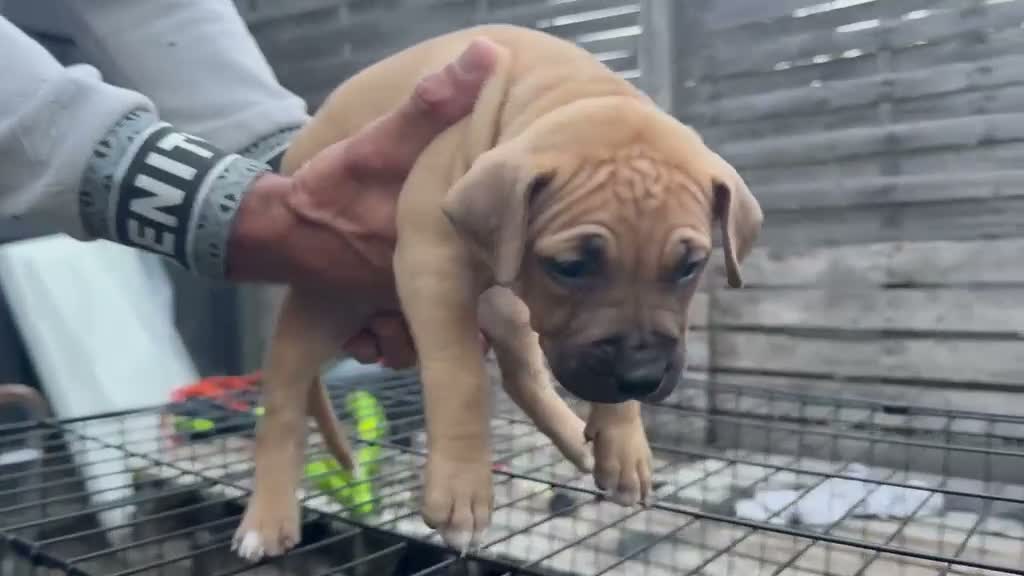 Kruising honden te koop: 5 puppers Red Nose Pitbull/American Bully - Video 1