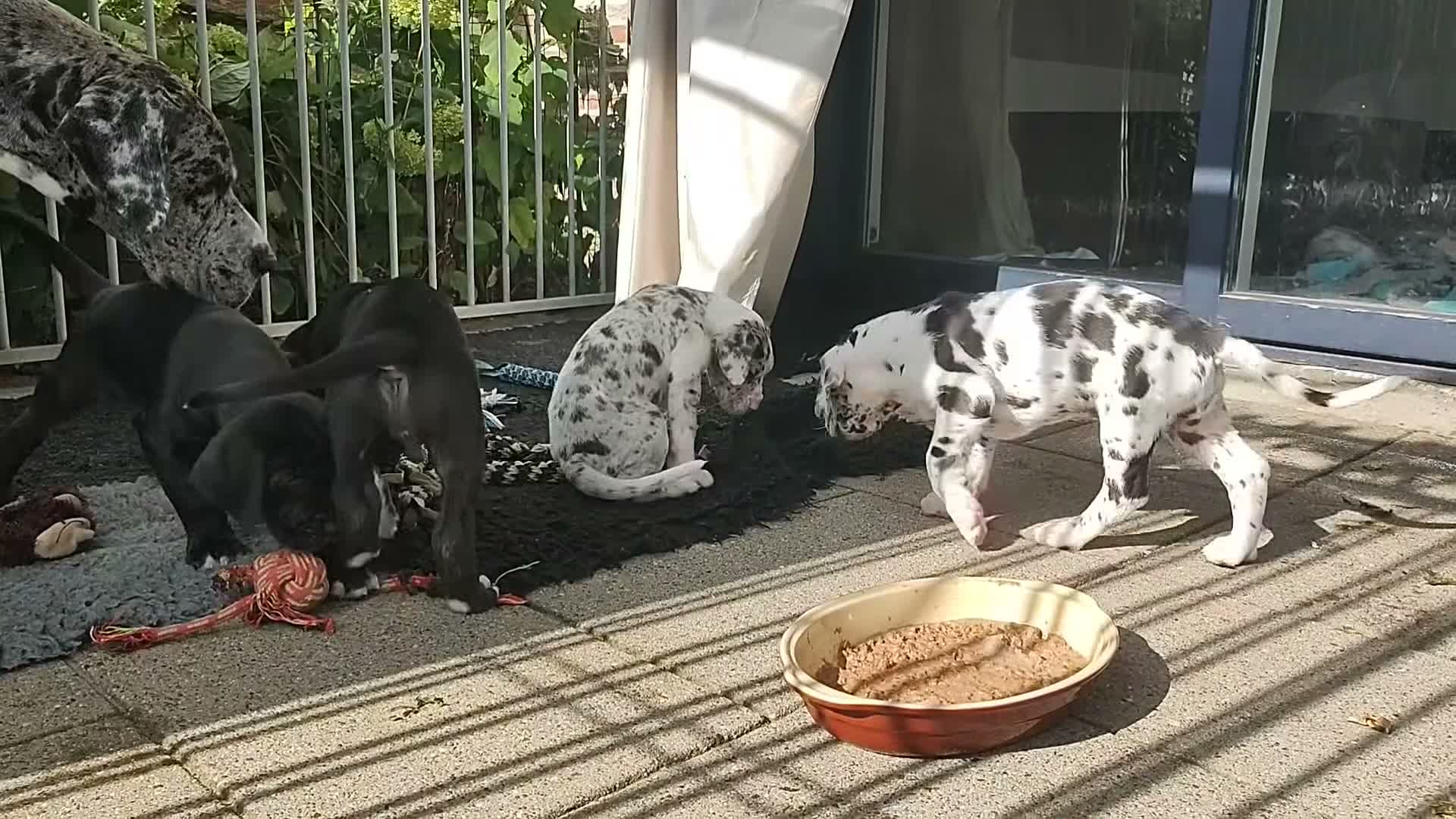Duitse Dog honden te koop: Duitse Doggen pups in Koewacht - Video 1
