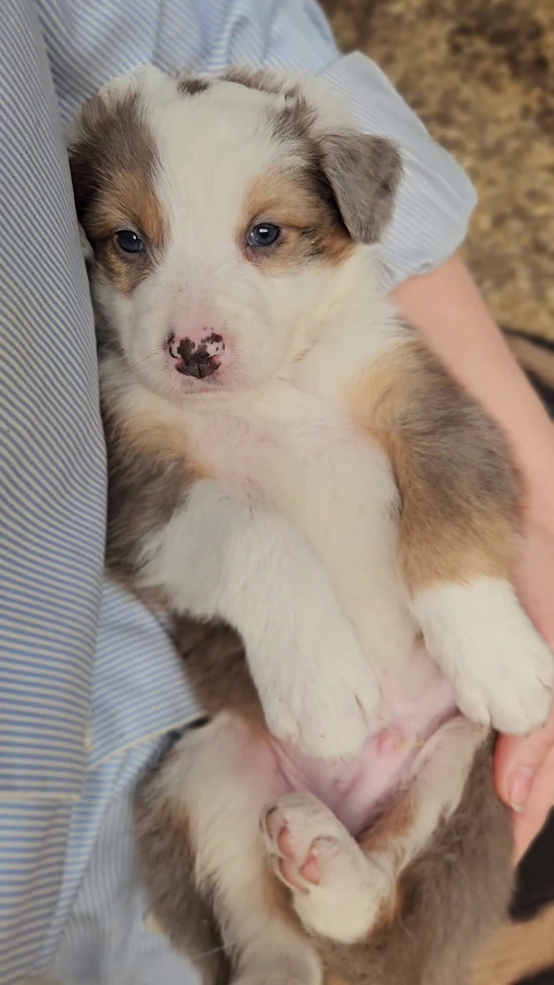 Australian Shepherd honden ter dekking: Raszuivere Australian Shepherd Black Tri Dekreu  in Ootmarsum - Video 2