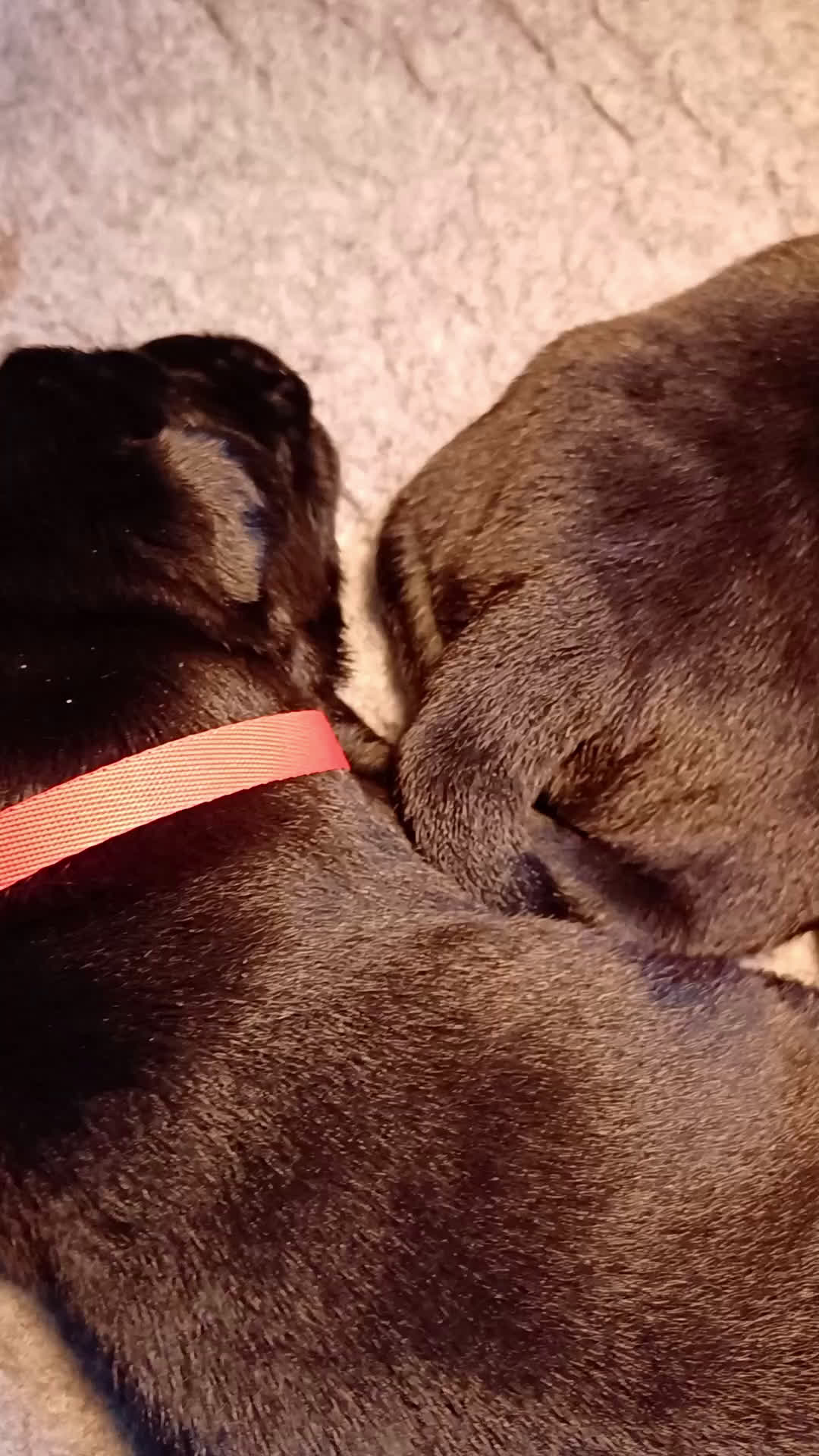 Labrador Retriever honden te koop: Labrador puppy's zwart - Video 1