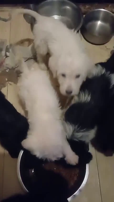 Kruising honden te koop: Ben jij het baasje van een van deze mooie puppy's? - Video 1