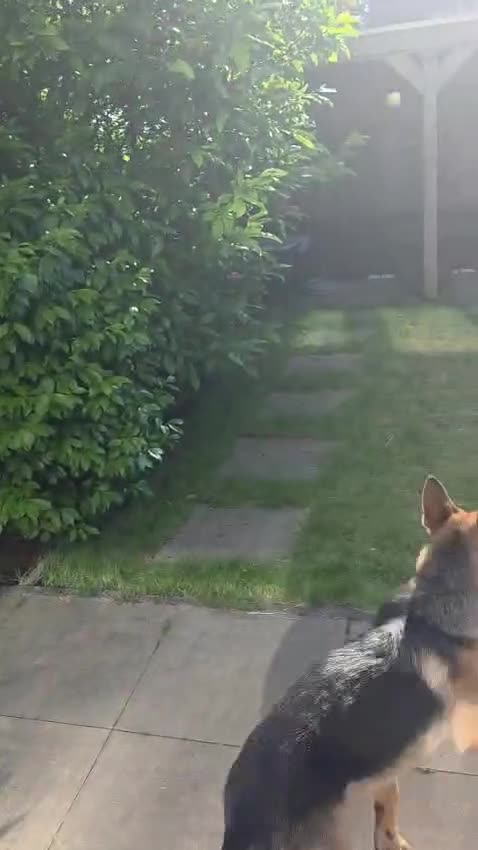 Duitse Herder honden te koop: Duitse herder reu in Zoetermeer - Video 1
