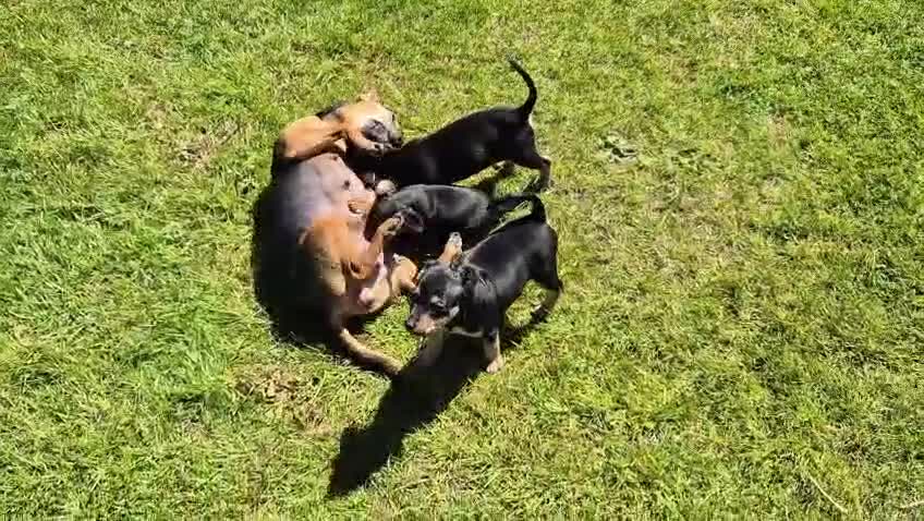 Dwergpinscher honden te koop: Pincher pups - Video 1