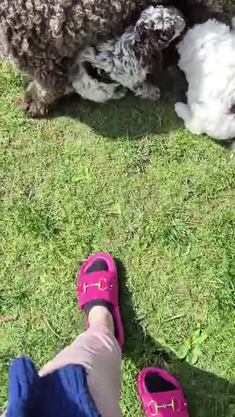 Lagotto Romagnolo honden te koop: Italiaanse waterpuppy's - Video 1