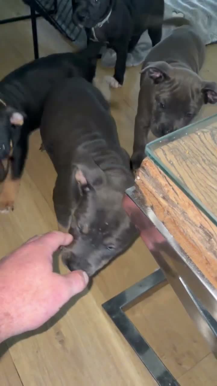 Kruising honden te koop: Tri-Colored ‘Amerikaanse Stafford’ teefje - Video 2