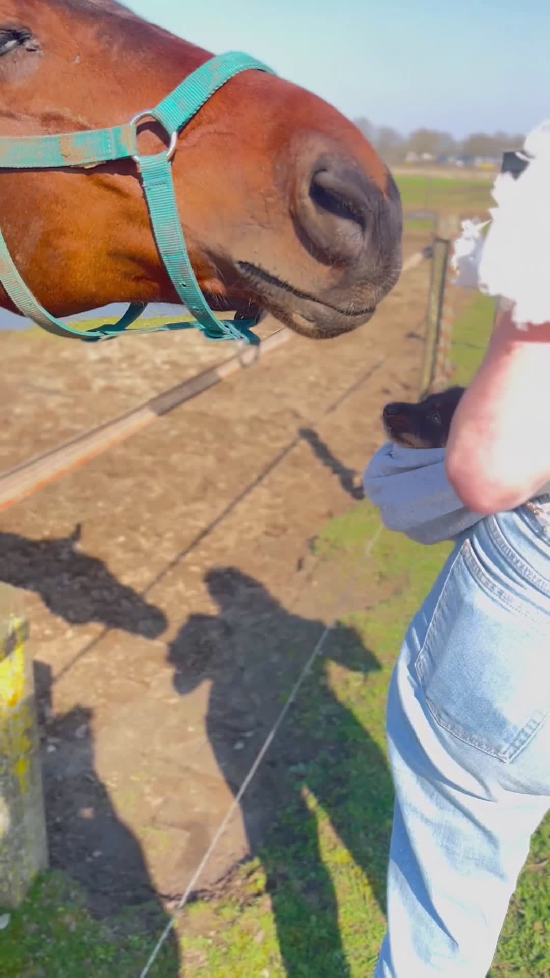 Kruising honden te koop: 🤩MALLETECKEL😍🐾dwergteckel X maltezer 🐾  - Video 1