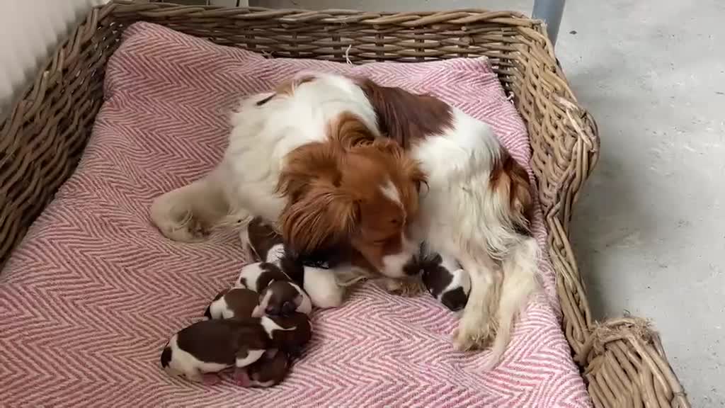 Kooikerhondje honden te koop: Prachtige kooikerpups - Video 2