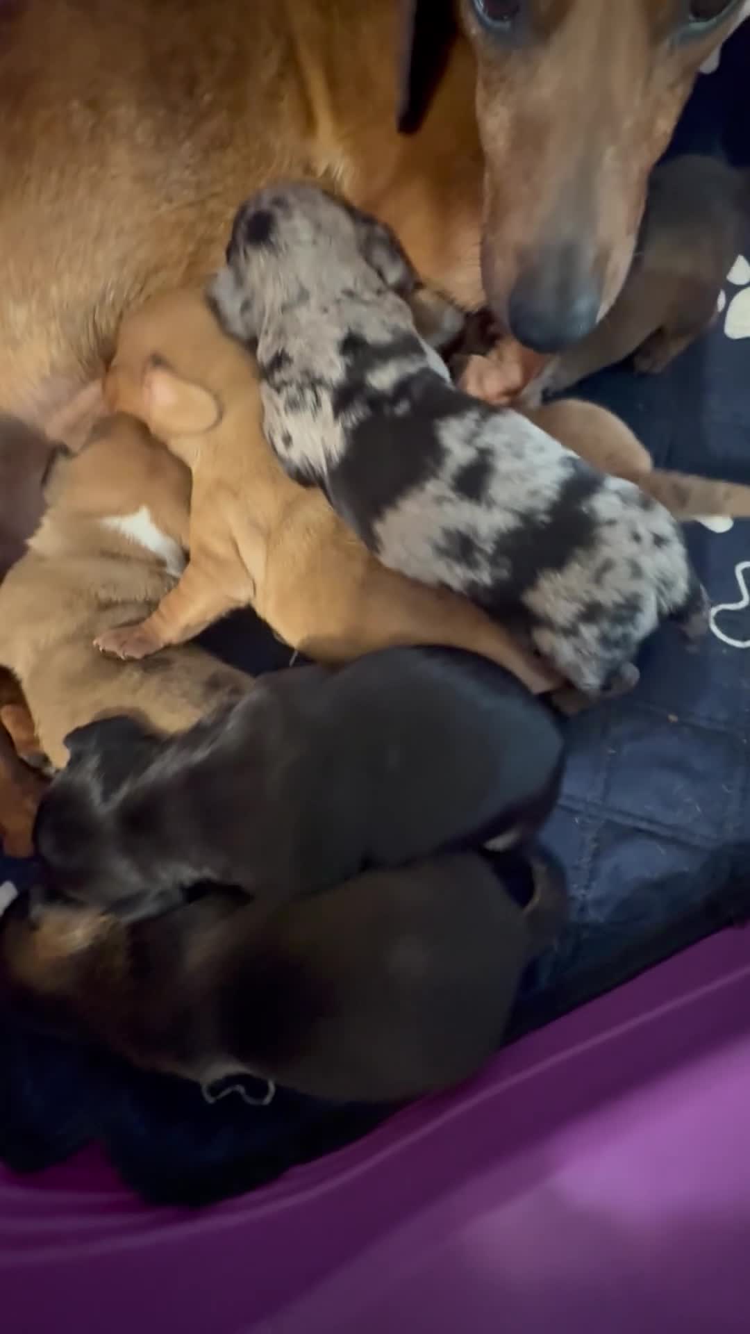 Teckel (korthaar)  honden te koop: Dwergteckel pups - Video 1