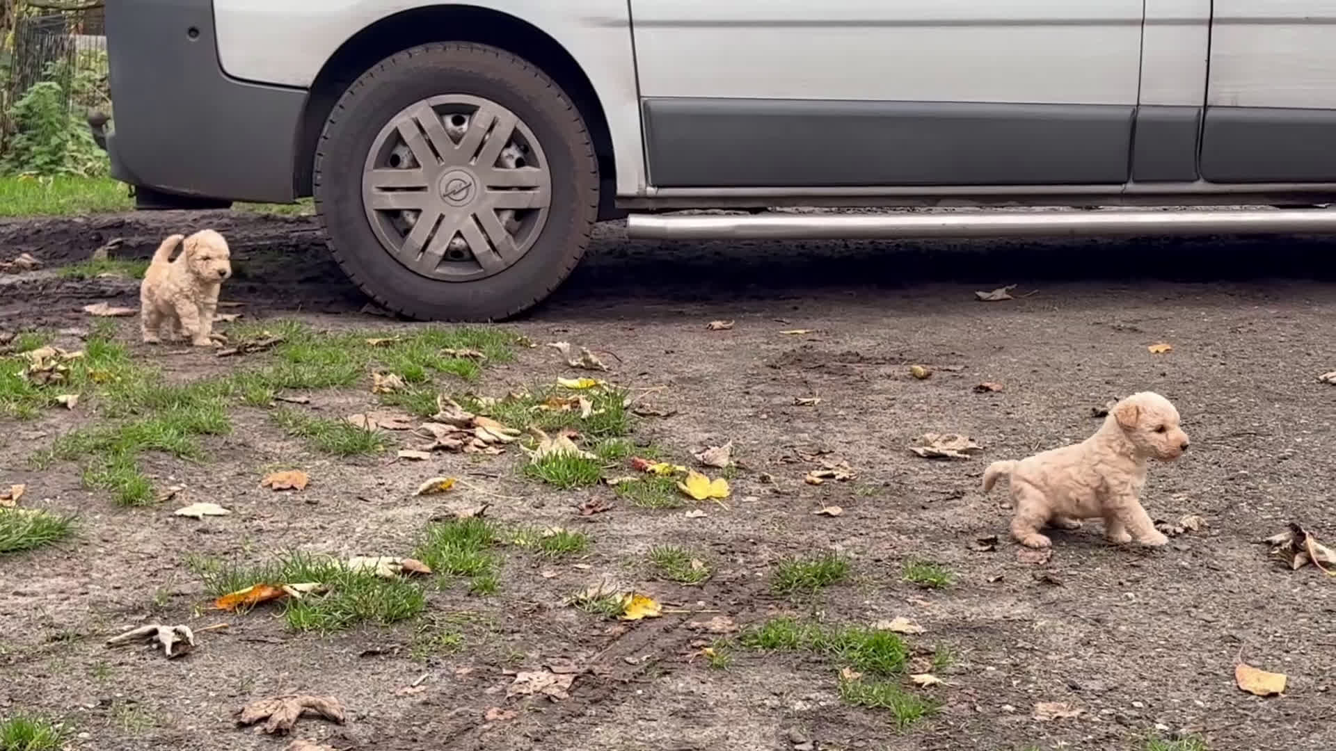 Lakeland Terriër honden te koop: Mooi rood Lakeland teefje  - Video 1